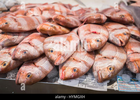 Fangfrischen Fisch auf dem Fischmarkt in Cadiz, Andalusien, Spanien Stockfoto