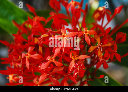 Clerodendrum in voller Blüte Stockfoto