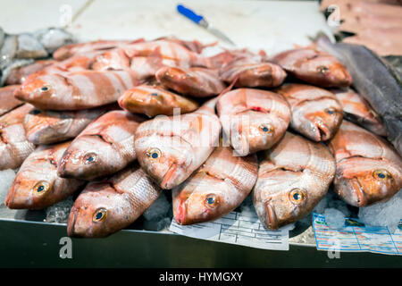 Fangfrischen Fisch auf dem Fischmarkt in Cadiz, Andalusien, Spanien Stockfoto