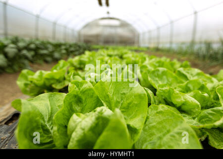 Kultur der Bio Salat in Gewächshäusern Stockfoto