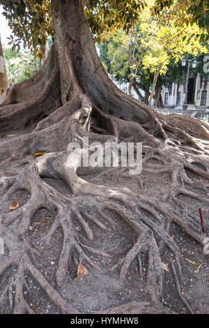 Riesigen Gummibaum 'Ficus Macrophylla' im Alter von mehr als hundert Jahren in der Nähe von dem Strand "Playa De La Caleta", Cádiz, Andalusien, Spanien Stockfoto