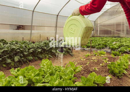 Junge Frau, die Bewässerung grünen Salat im Gewächshaus im Frühling Stockfoto