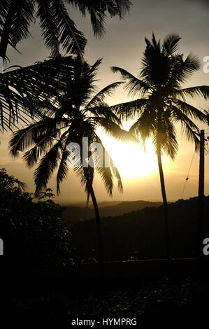 Kerala, wunderschöner Sonnenuntergang, Kokosnussbaum, Kerala hat viel zu bieten, als Sie sich je vorstellen können. (Foto Copyright © by Saji Maramon) Stockfoto