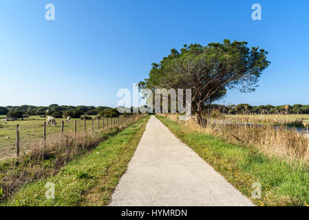 Naturpark der Maremma, Naturschutzgebiet Bereich, Marina di Alberese, Provinz Grosseto, Toskana, Italien Stockfoto