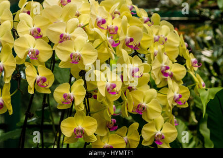 Anzeige der einzigartige und preisgekrönte Orchideen, National Orchid Garden, botanischen Gärten, Singapur, Asien zu vergeben Stockfoto