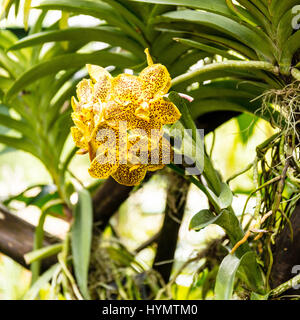 Anzeige der einzigartige und preisgekrönte Orchideen, National Orchid Garden, botanischen Gärten, Singapur, Asien zu vergeben Stockfoto