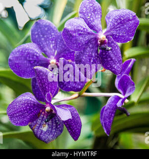 Anzeige der einzigartige und preisgekrönte Orchideen, National Orchid Garden, botanischen Gärten, Singapur, Asien zu vergeben Stockfoto