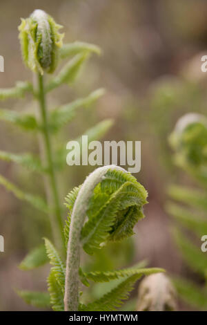 Wilde Farn Wedel in der Frühjahrssaison unfurling Stockfoto