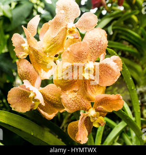 Anzeige der einzigartige und preisgekrönte Orchideen, National Orchid Garden, botanischen Gärten, Singapur, Asien zu vergeben Stockfoto