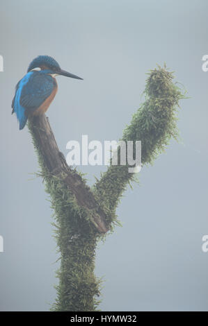 Eisvogel an einem nebligen Morgen auf ein Moos bedeckt Barsch Stockfoto