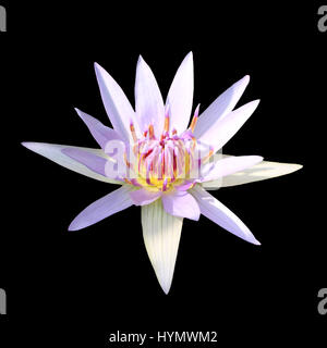 Isolierte zugemachten Lotus Blume auf schwarzem Hintergrund Stockfoto