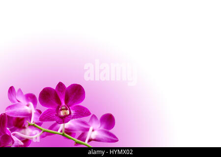 Isolierte lila Orchidee Haufen geschlossen Stockfoto