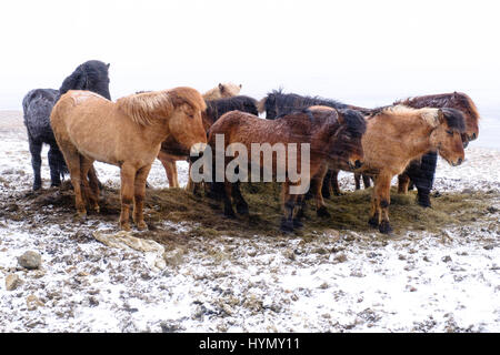 Islandpferde in einem Schneesturm, Stokknes, Austurland, Region Ost, Island Stockfoto