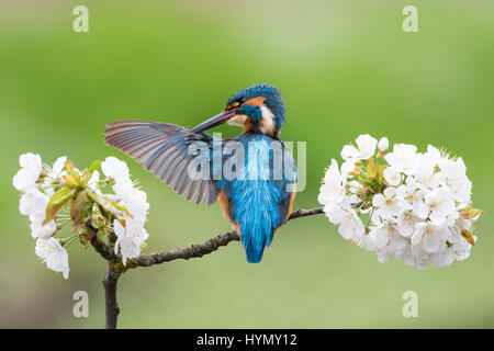 Eisvogel (Alcedo Atthis) putzen auf Blühender Zweig, Wildkirsche (Prunus Avium), Hessen, Deutschland Stockfoto