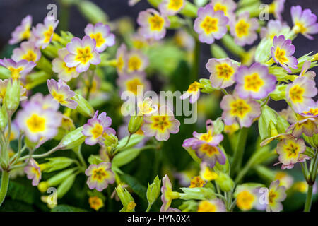 Primula Veris macrocalyx Stockfoto