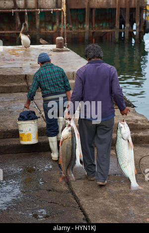 Fischer den Fang anlanden und Zubereitung von Fisch zum Verkauf im Fischerhafen von Arica im Norden Chiles Stockfoto