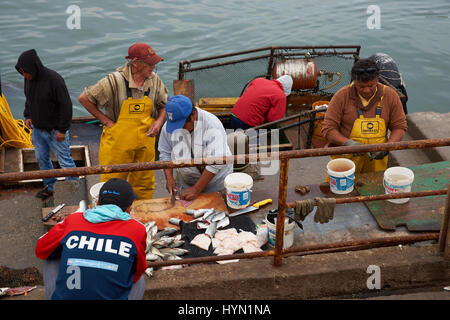 Fischer den Fang anlanden und Zubereitung von Fisch zum Verkauf im Fischerhafen von Arica im Norden Chiles Stockfoto