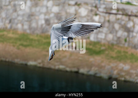 Fliegende Möwe über den Fluss in Piestany Stockfoto