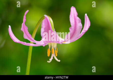 Rosa Fawn Lily (Erythronium Revolutum);  Mount Pisgah Arboretum, Willamette Valley, Oregon. Stockfoto