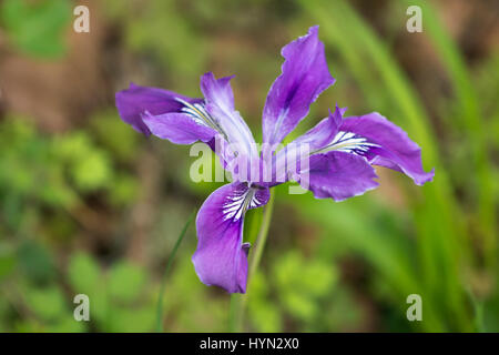 Oregon-Iris (Iris Tenas); Mount Pisgah Arboretum, Willamette Valley, Oregon. Stockfoto