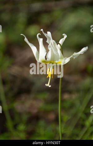 Oregon Fawn Lily, Erythronium Oregonum. Stockfoto
