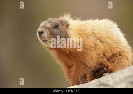 Bauche Marmot halten ein Auge mit seinen Zähnen zeigt beim Sitzen auf einem Felsen im Yellowstone-Nationalpark, Wyoming, USA Stockfoto