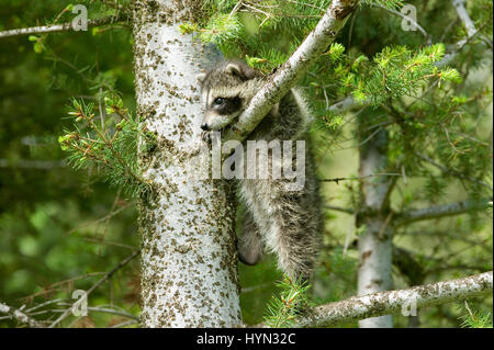 Gemeinsamen Waschbär (Procyon Lotor) energetisch stretching, um die nächste Verzweigung zu erreichen, während Kletterbaum in Bozeman, Montana, USA Stockfoto