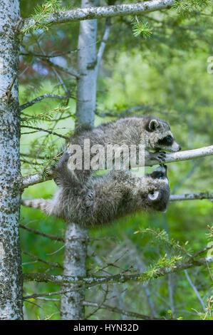 Zwei gemeinsame Waschbären hängen von einem Zweig in einen Baum in Bozeman, Montana, USA Stockfoto