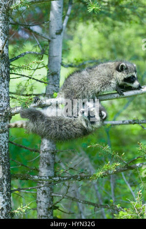 Zwei gemeinsame Waschbären hängen an einem Ast im Baum in Bozeman, Montana, USA Stockfoto