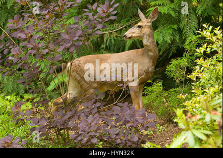 Mule Deer Doe stehen unter den kultivierten Pflanzen einen ländlichen Hof in Issaquah, Washington, USA Stockfoto