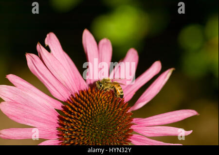 Sonnenhut Magnus (Echinacea Purpurea) aufgenommen in meinem Garten in Issaquah, WA.  Diese Pflanze zieht Schmetterlinge und andere nützliche Insekten. Stockfoto