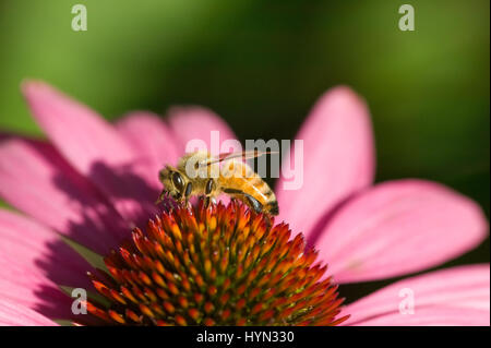 Sonnenhut (Echinacea Purpurea) Magnus mit einer Honigbiene (Apis Mellifera) aufgenommen in meinem Garten in Issaquah, WA.  Diese Pflanze zieht Schmetterlinge und ot Stockfoto