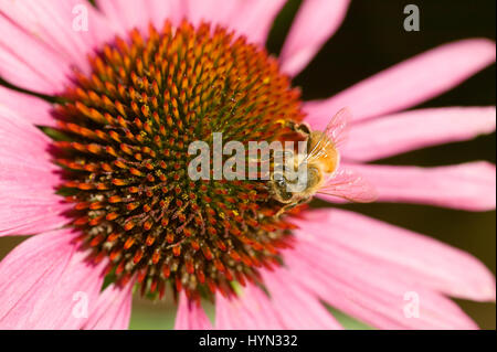 Sonnenhut (Echinacea Purpurea) Magnus mit einer Honigbiene (Apis Mellifera) aufgenommen in meinem Garten in Issaquah, WA.  Diese Pflanze zieht Schmetterlinge und ot Stockfoto