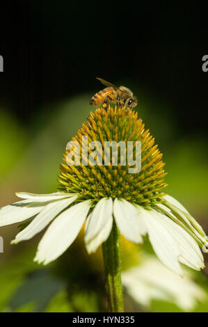 Weiß Glanz Sonnenhut (Echinacea Purpurea) mit einer Honigbiene (Apis Mellifera) aufgenommen in meinem Garten in Issaquah, WA.  Sonnenhut gewinnen vorteilhaft ich Stockfoto