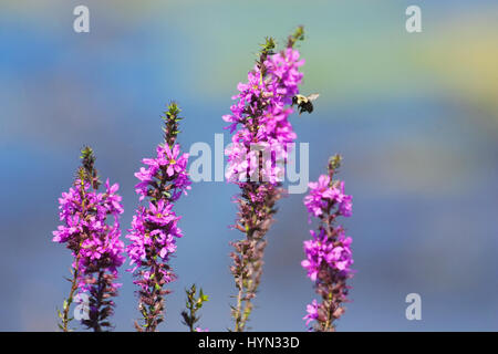 Lila Blutweiderich Wildblumen mit gemeinsamen östlichen Bumble Bee (Bombus Impatiens) fliegen in der Nähe verloren Mound Wildlife Refuge in der Nähe von Savannah, Illinois, Vereinigte Staaten Stockfoto