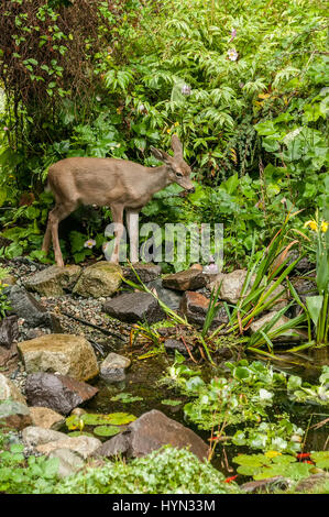 Maultierhirsche Doe (Odocoileus Hemionus) Fragen, etwa zu trinken aus einem Fischteich und Essen Pflanzen in einem ländlichen Hof in Issaquah, Washington, USA Stockfoto