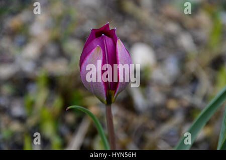 Nahaufnahme von der Miniatur Tulip Humilis "Persische Perle" in eine Grenze bei RHS Garden Harlow Carr, Harrogate, Yorkshire angebaut. Stockfoto
