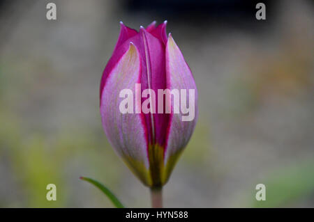 Nahaufnahme von der Miniatur Tulip Humilis "Persische Perle" in eine Grenze bei RHS Garden Harlow Carr, Harrogate, Yorkshire angebaut. Stockfoto