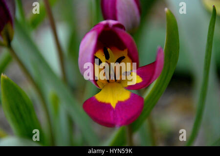 Nahaufnahme von der Miniatur Tulip Humilis "Persische Perle" in eine Grenze bei RHS Garden Harlow Carr, Harrogate, Yorkshire angebaut. Stockfoto