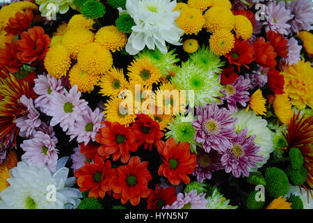 Bunte Chrysanthemen Hintergrund, Blumen für Shops und Auktionen – World wide Lieferung Stockfoto