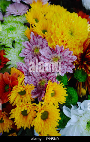 Bunte Chrysanthemen Hintergrund, Blumen für Shops und Auktionen – World wide Lieferung Stockfoto