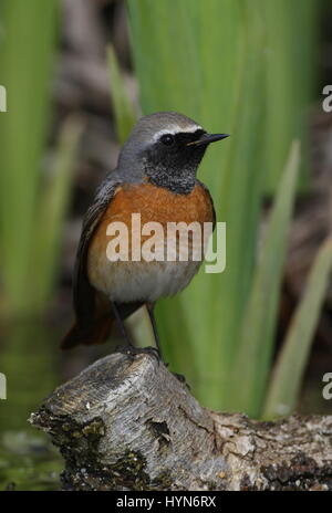 erste Sommer-Männchen stehen auf Ast am Teich Norfolk April 2011 Stockfoto