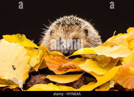 Igel im Herbst Blätter, aus dem Inneren eines Wildtierversteins genommen, um die Gesundheit und die Population dieses Lieblings-, aber rückläufigen Säugetieres zu überwachen Stockfoto