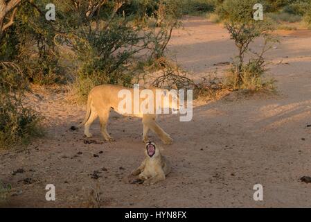 Kalahari Löwen gefangen im Tswalu Wildreservat, das größte Private Reserve in der südlichen Hemisphäre Stockfoto