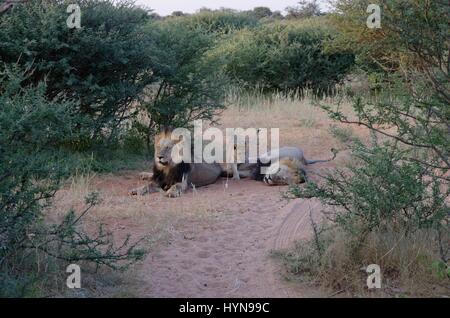 Kalahari Löwen gefangen im Tswalu Wildreservat, das größte Private Reserve in der südlichen Hemisphäre Stockfoto