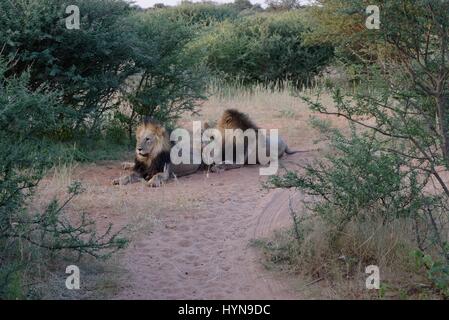 Kalahari Löwen gefangen im Tswalu Wildreservat, das größte Private Reserve in der südlichen Hemisphäre Stockfoto