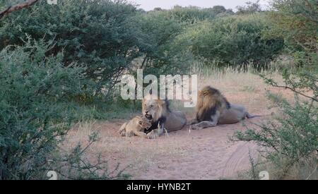 Kalahari Löwen gefangen im Tswalu Wildreservat, das größte Private Reserve in der südlichen Hemisphäre Stockfoto