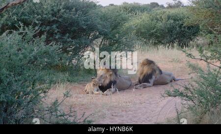 Kalahari Löwen gefangen im Tswalu Wildreservat, das größte Private Reserve in der südlichen Hemisphäre Stockfoto