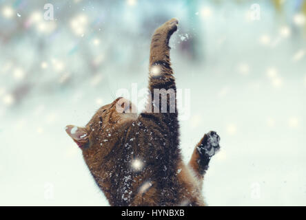 Der Happy Cat mit Händen in der Luft mit Schnee bei Blizzard spielen. Stockfoto