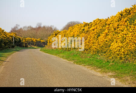 Ein Ginster gesäumten Landstrasse in North Norfolk auf Salthouse Heath, Norfolk, England, Vereinigtes Königreich. Stockfoto